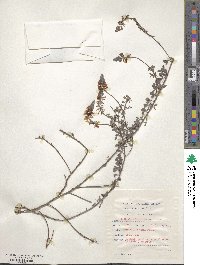 Indigofera heterophylla image