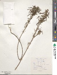 Indigofera hilaris image