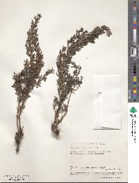 Indigofera hilaris image