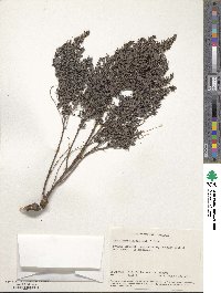 Indigofera hilaris image