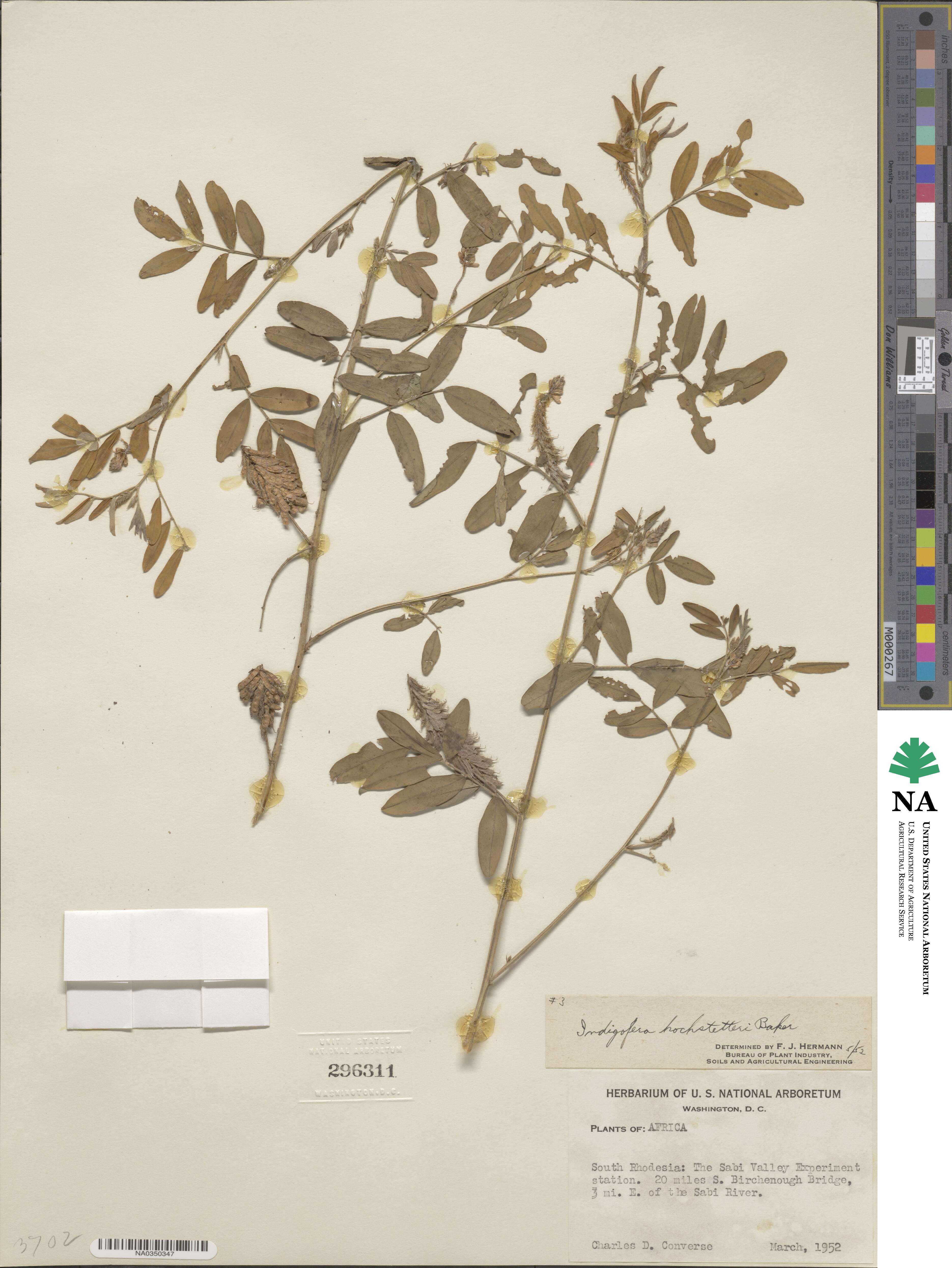 Indigofera hochstetteri image