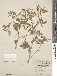 Indigofera hochstetteri image