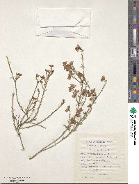 Indigofera microcarpa image