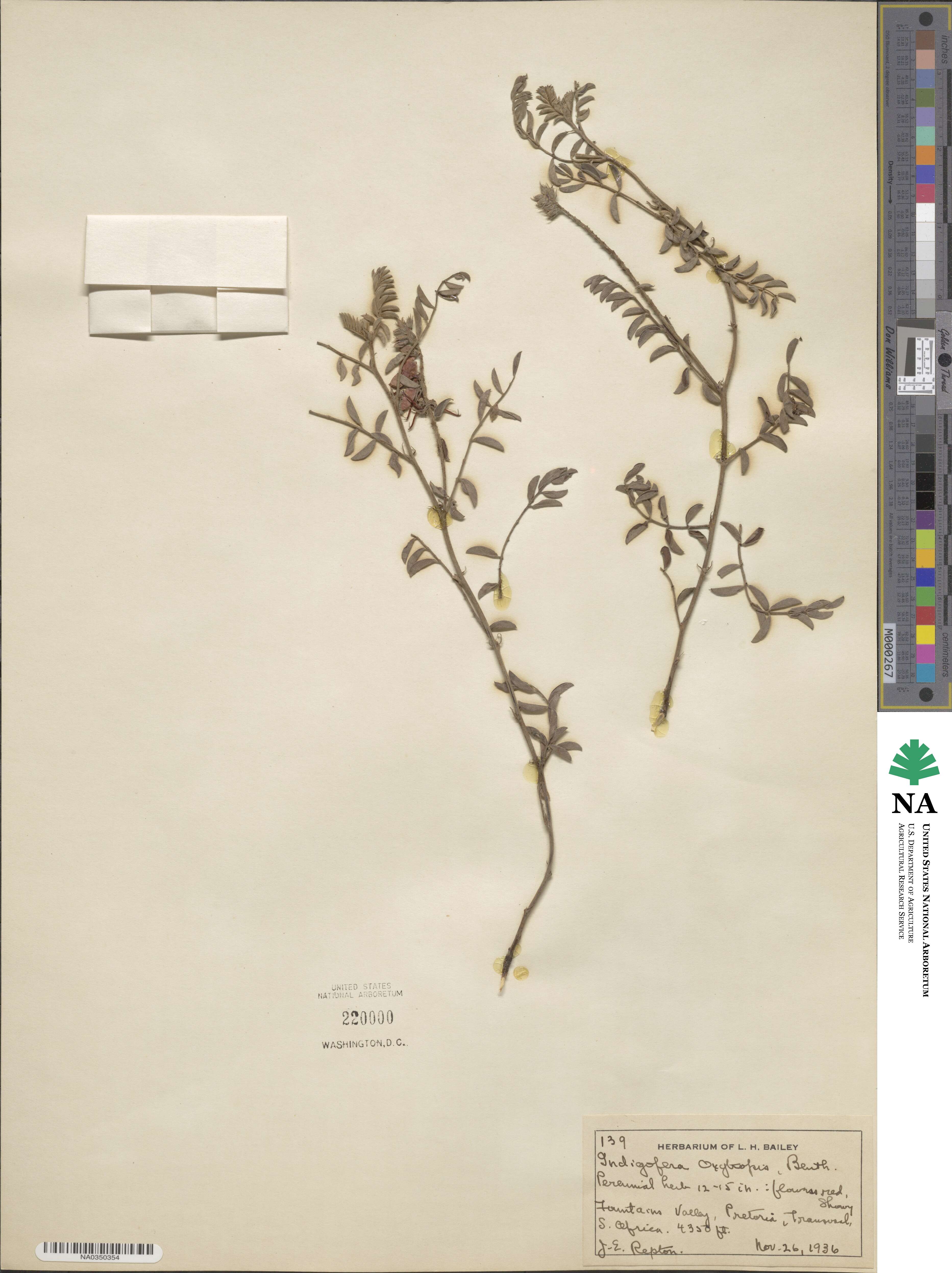 Indigofera oxytropis image