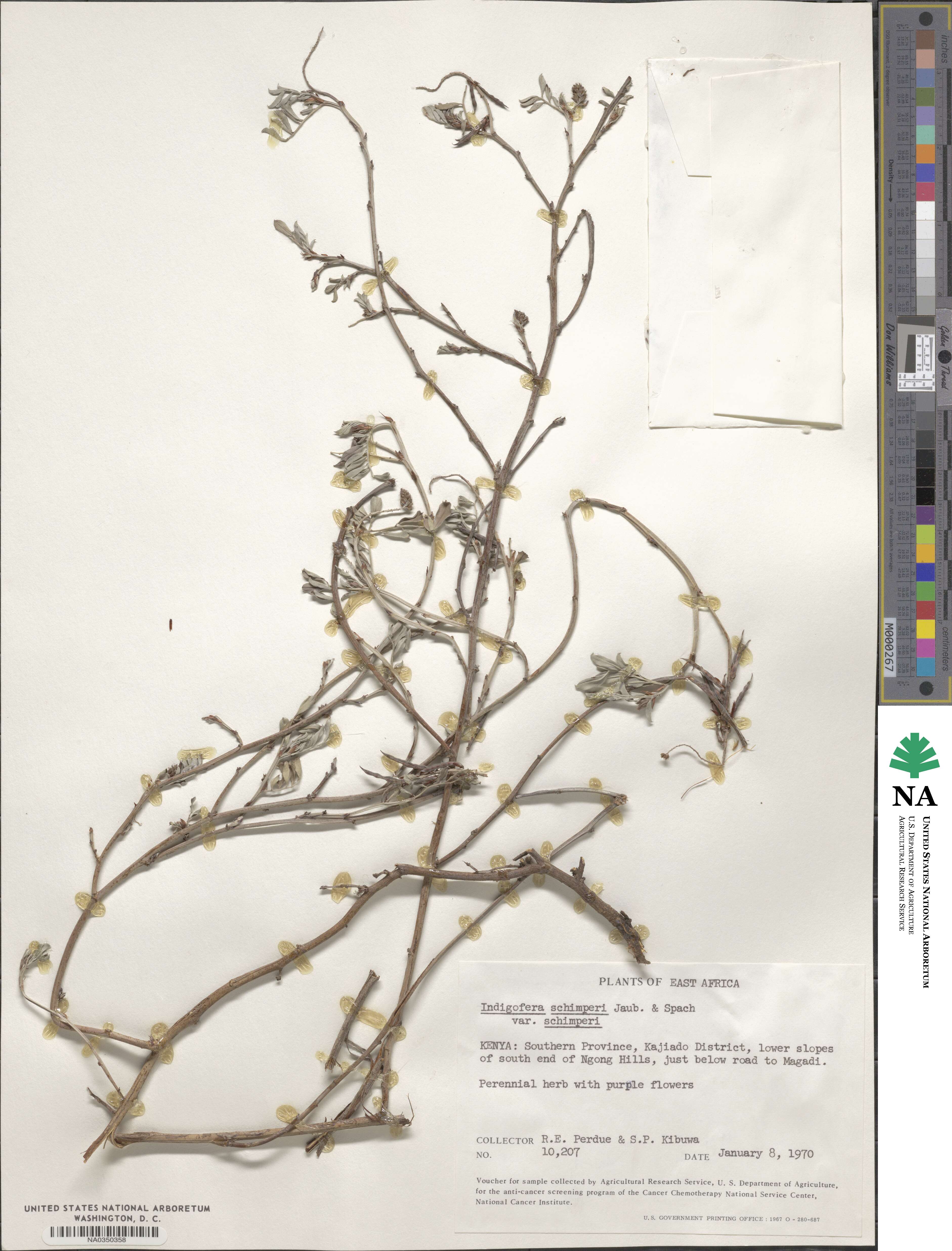 Indigofera schimperi image