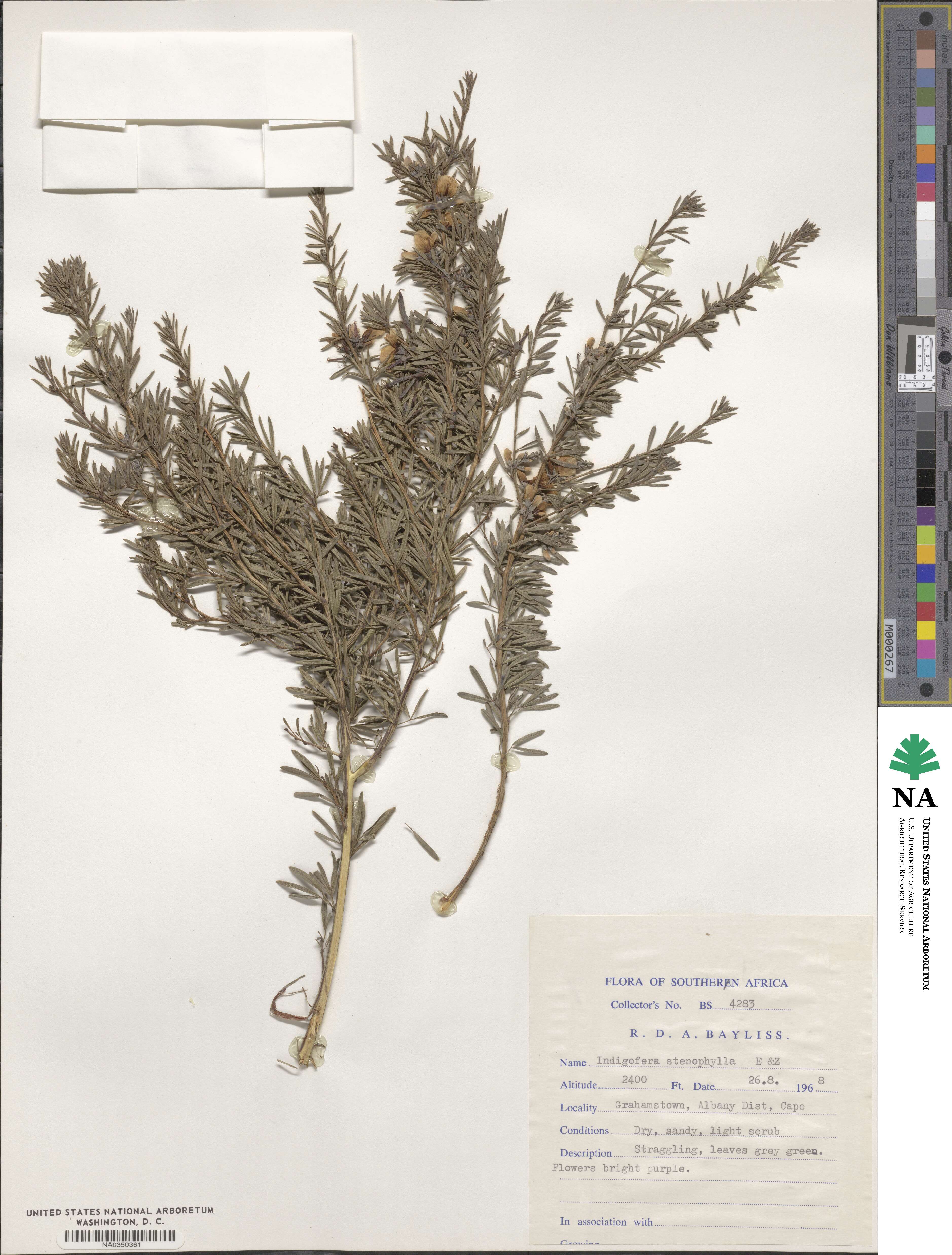 Indigofera stenophylla image