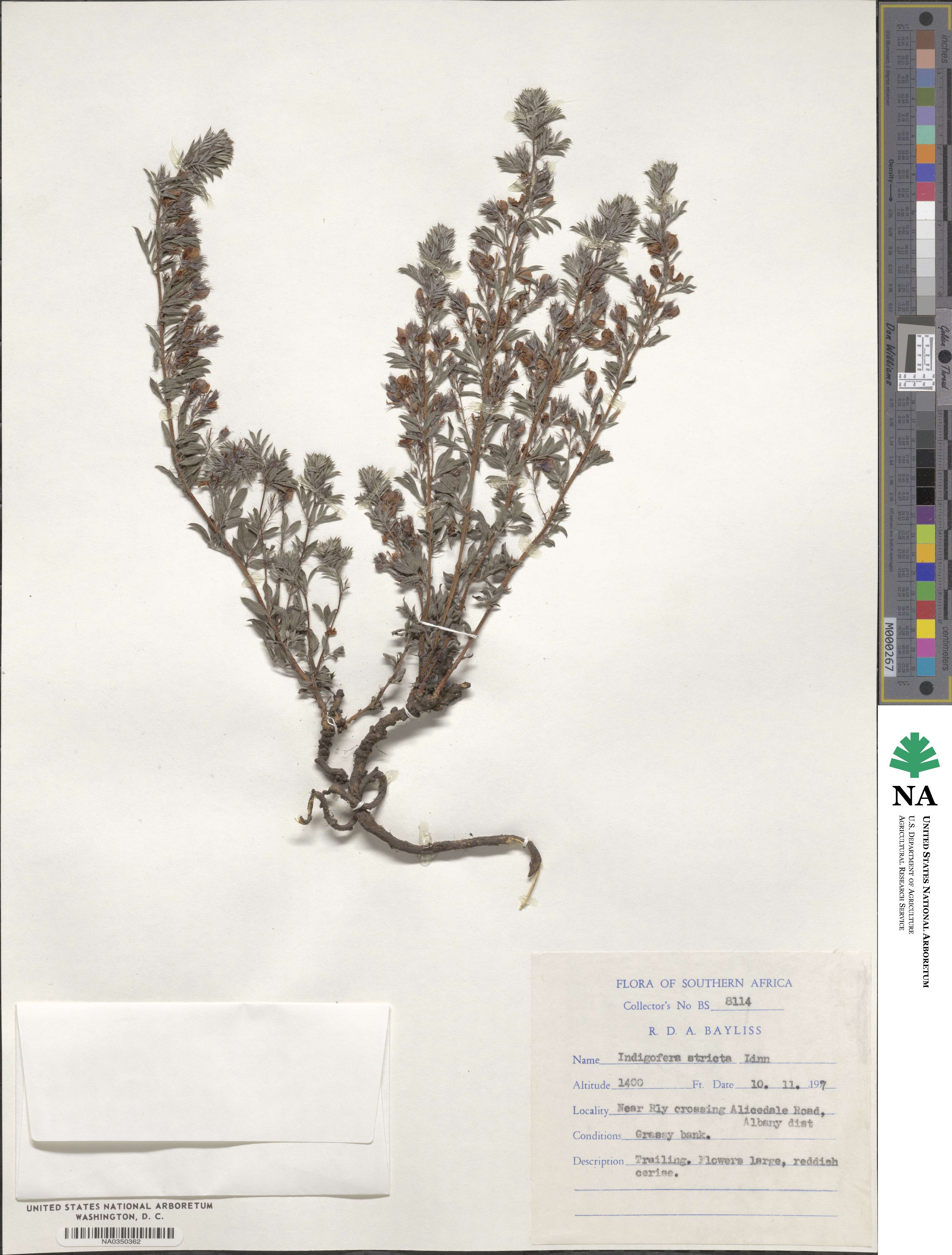 Indigofera stricta image