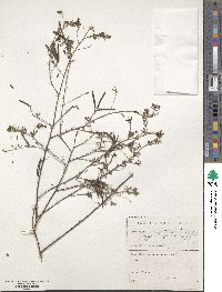 Indigofera stricta image