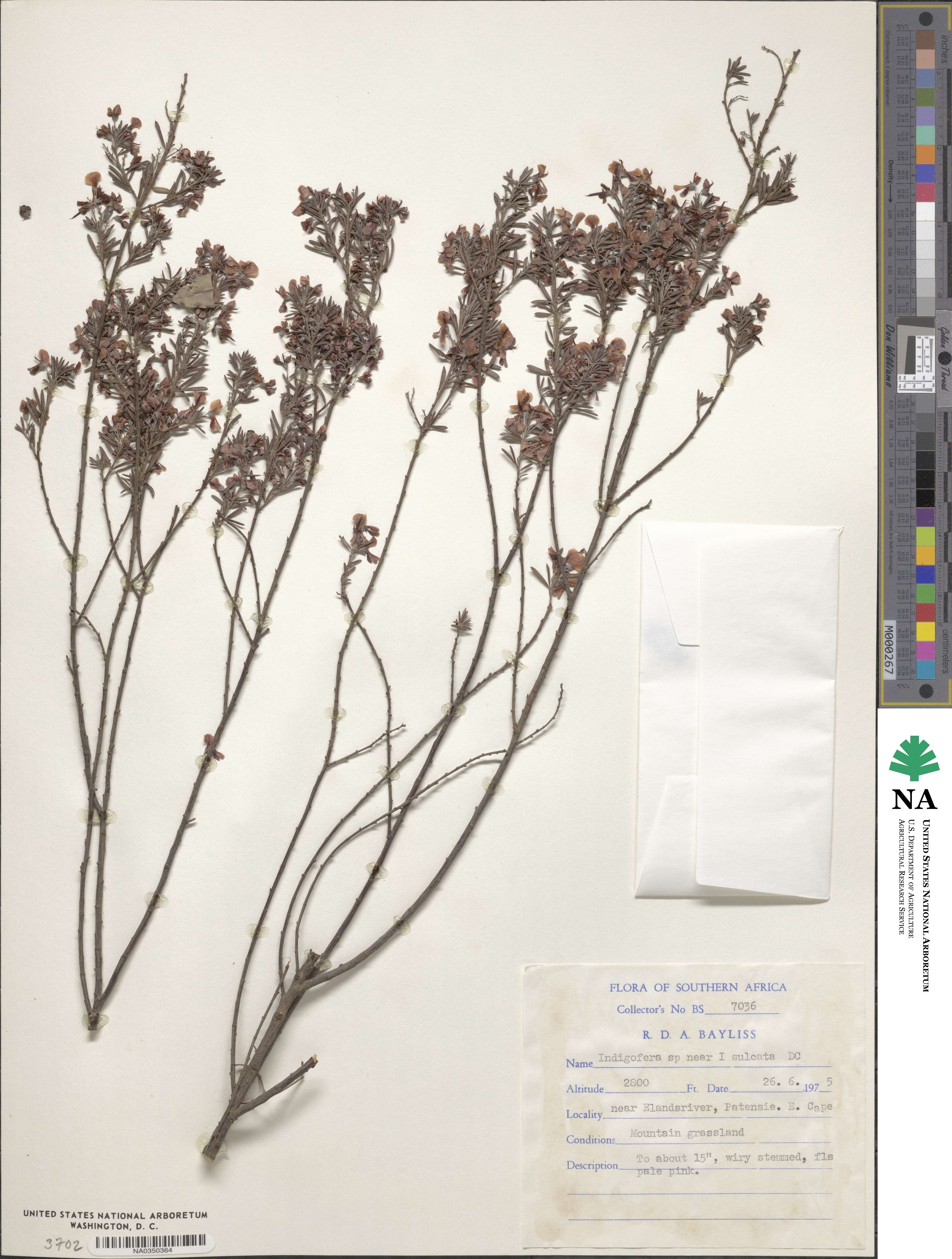 Indigofera sulcata image