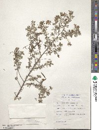 Indigofera sulcata image