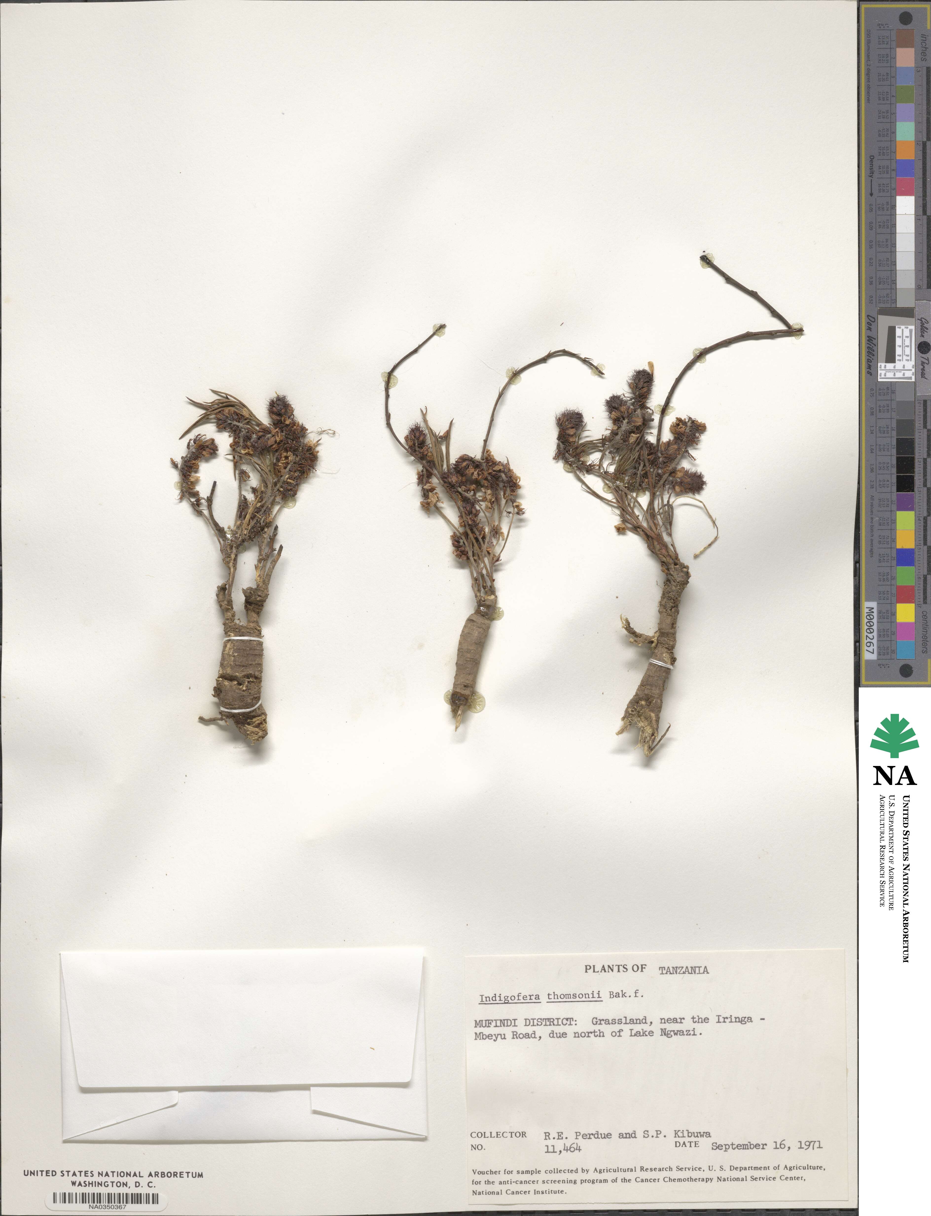 Indigofera thomsonii image