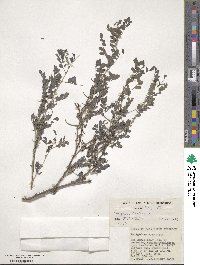 Indigofera tinctoria image