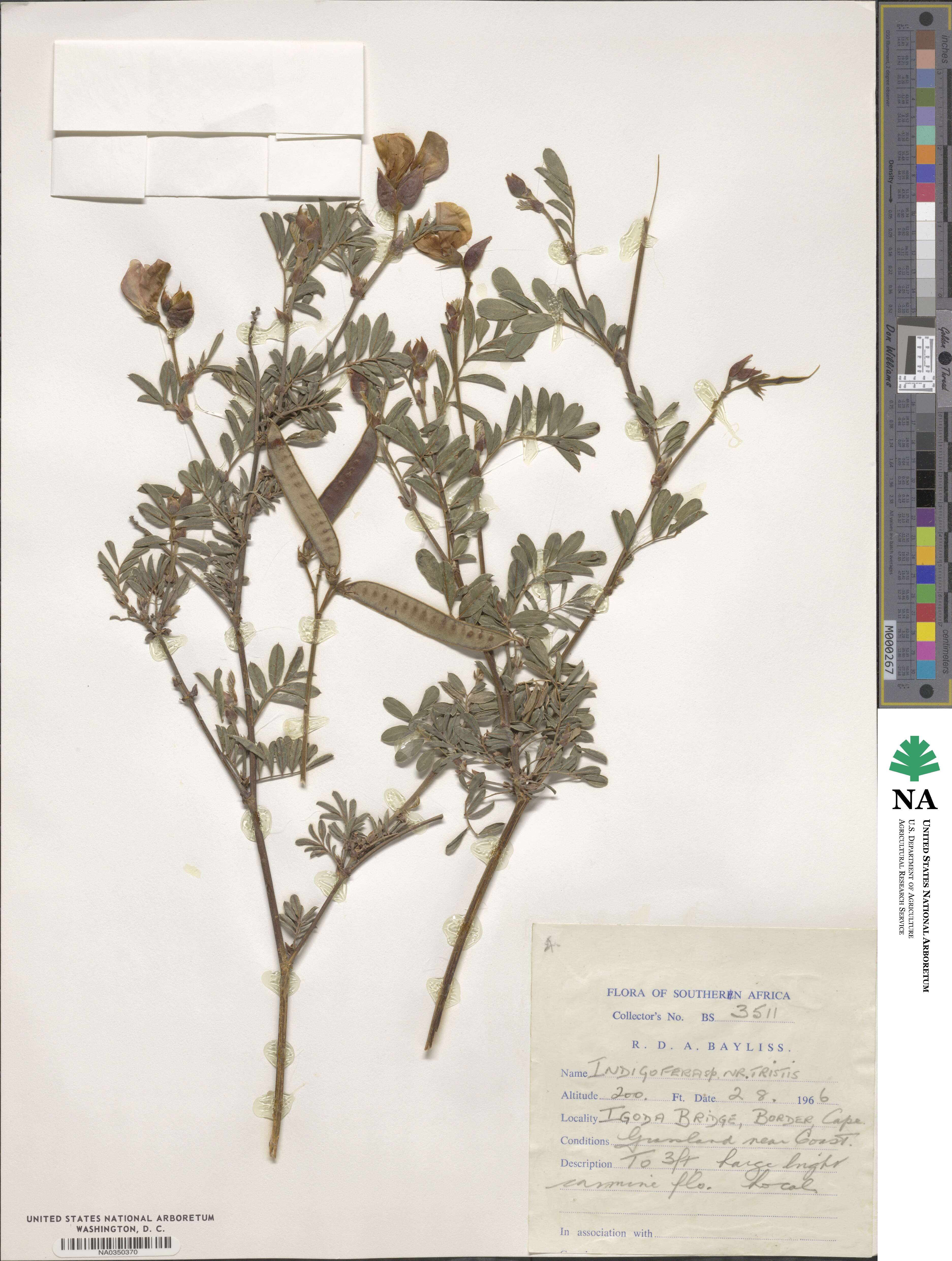 Indigofera tristis image