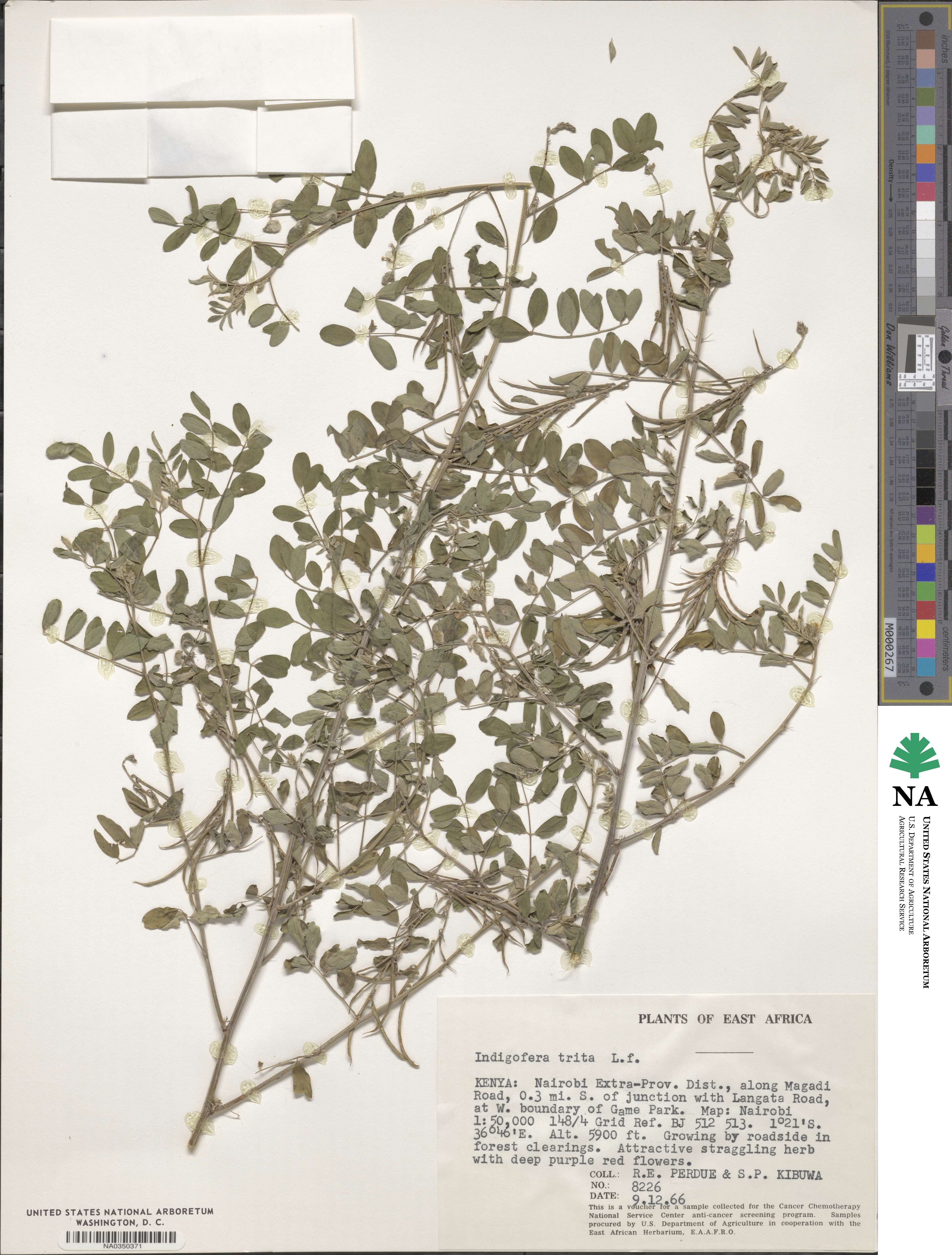 Indigofera trita image