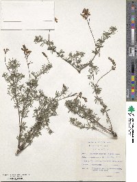 Indigofera punctata image