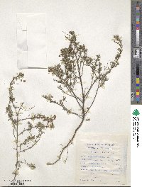 Indigofera punctata image