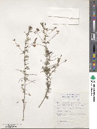 Indigofera punctata image