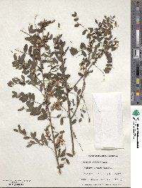 Indigofera australis image