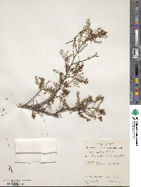 Indigofera australis image