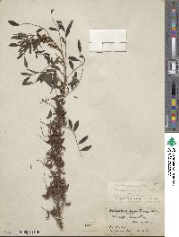 Indigofera suffruticosa image