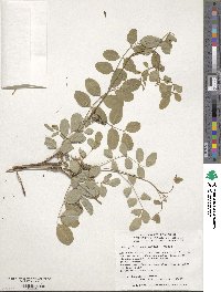 Indigofera amblyantha image