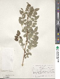 Indigofera amblyantha image