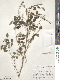 Indigofera amblyantha image