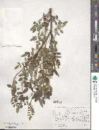 Indigofera amblyantha image