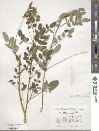 Indigofera amblyantha image