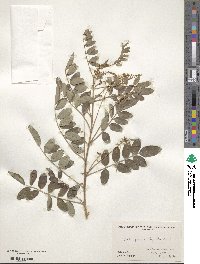 Indigofera amblyantha image