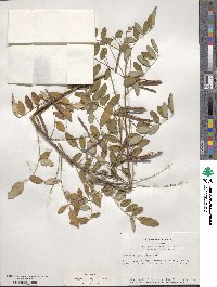 Indigofera amblyantha image