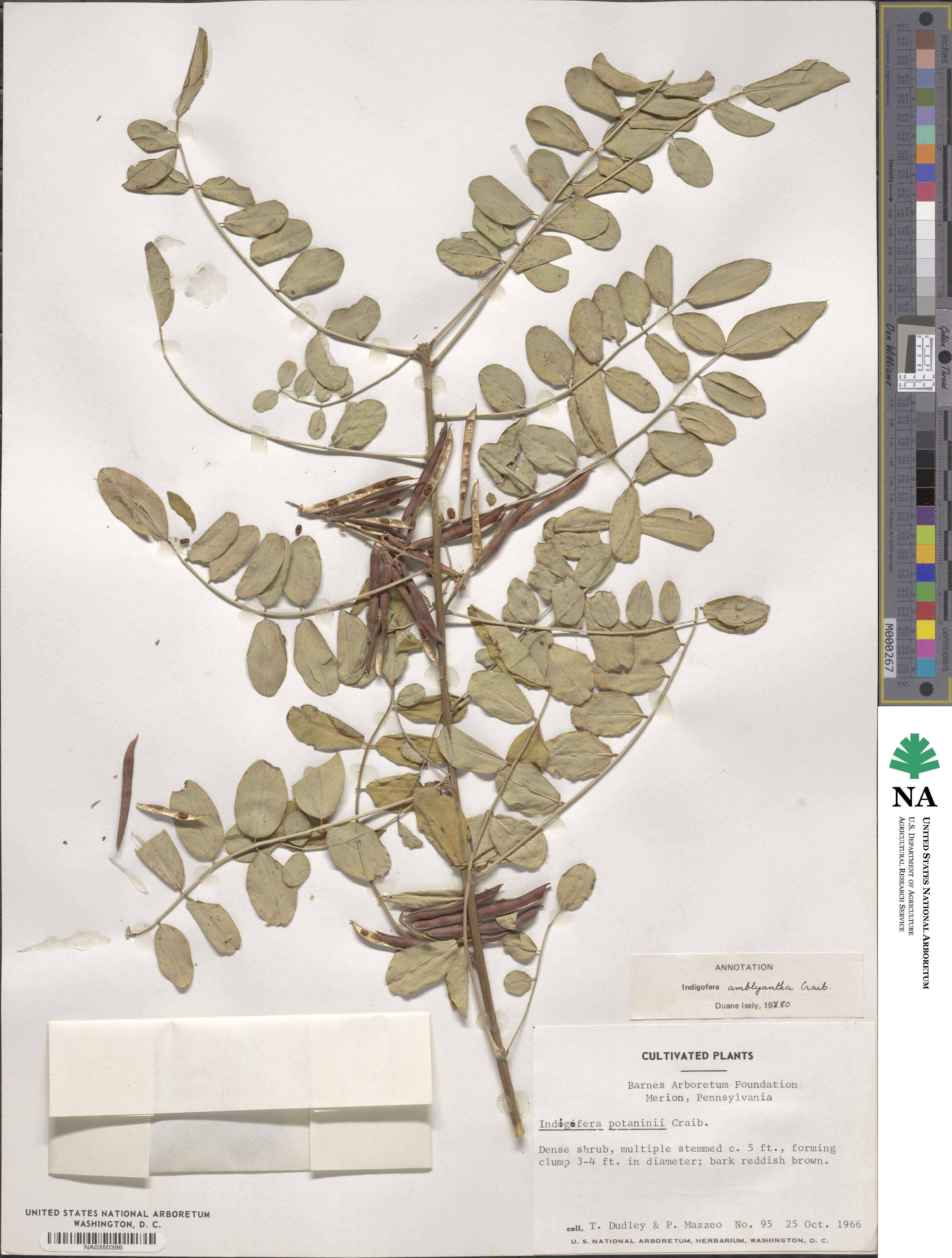 Indigofera amblyantha image