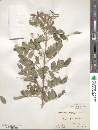 Indigofera amblyantha image