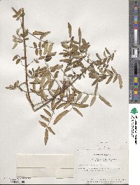 Indigofera amblyantha image