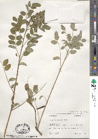 Indigofera amblyantha image