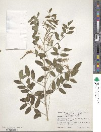 Indigofera amblyantha image