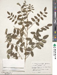 Indigofera amblyantha image