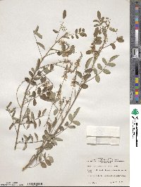 Indigofera amblyantha image