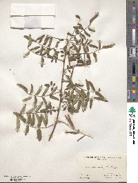 Indigofera amblyantha image