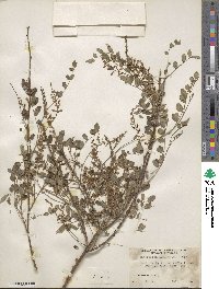 Indigofera amblyantha image