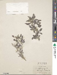 Indigofera argentea image