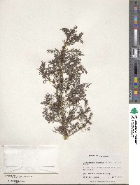 Indigofera arrecta image