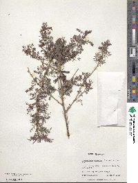 Indigofera arrecta image