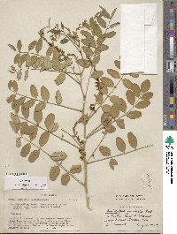 Indigofera atropurpurea image