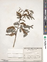 Indigofera australis image