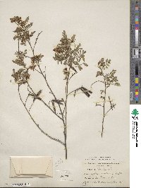 Indigofera australis image