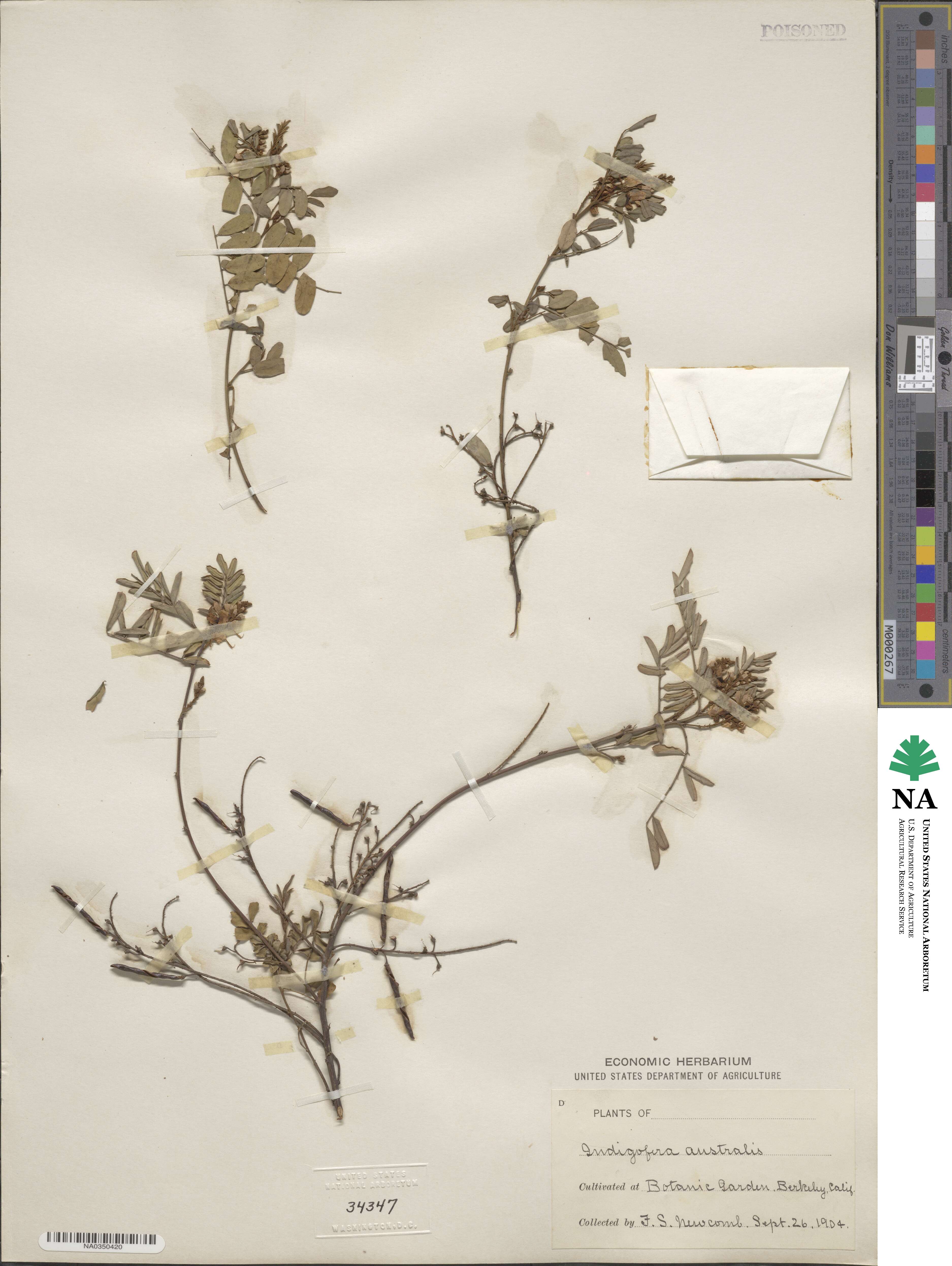 Indigofera australis image