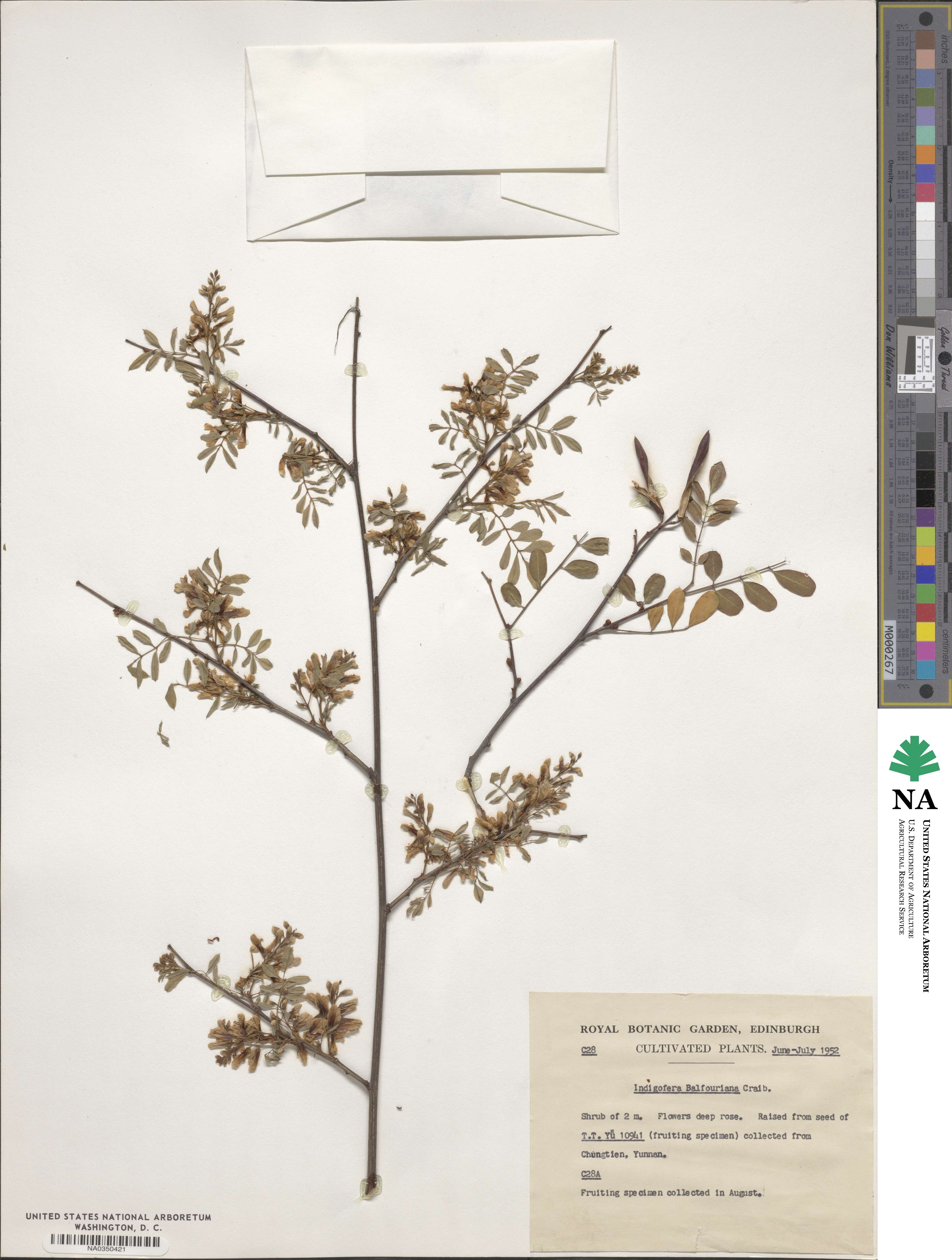 Indigofera balfouriana image
