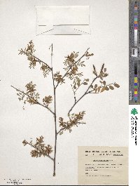 Indigofera balfouriana image