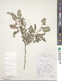 Image of Indigofera cylindracea